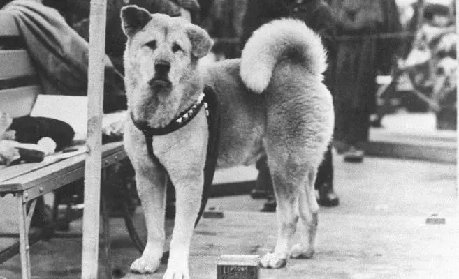 История за безграничната преданост и вечната вярност – кучето Хачико от гара Шибуя (Снимки)